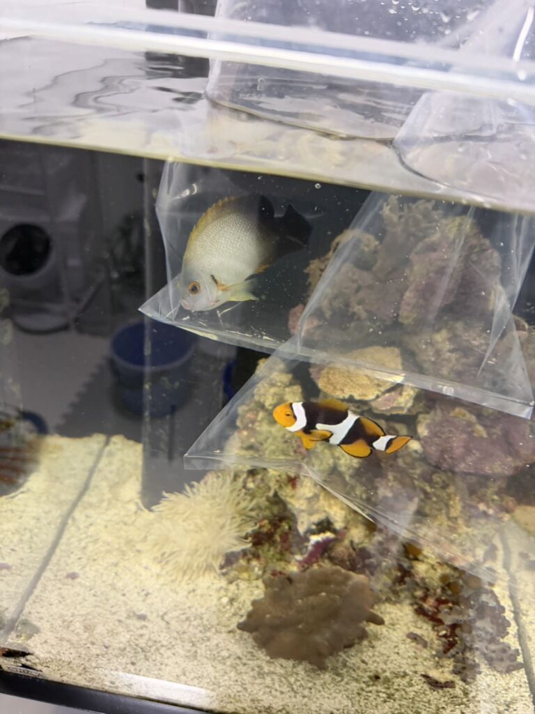 海水魚を水槽へ戻す